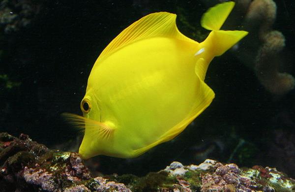 Aquarium :Océanopolis de Brest