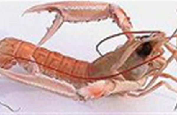 Camping la plage Benodet